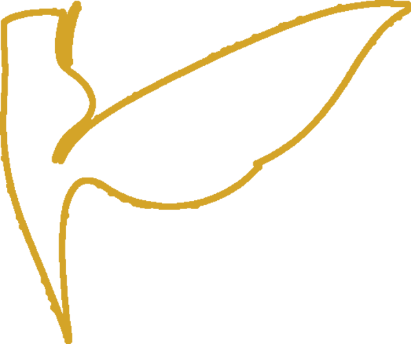 Piqué Dance Co. — pointe shoe with wing